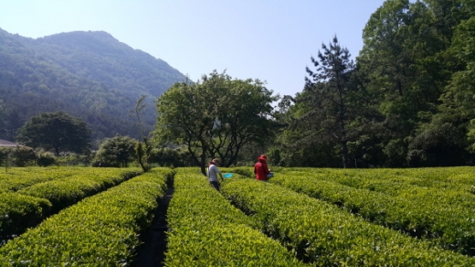김해시 장군차 다원 전경./사진제공=김해시 