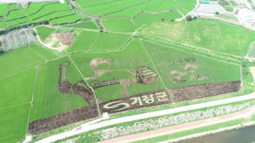 기장군 정관읍 예림마을에 조성된 논아트./사진제공=기장군 
