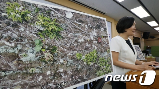 곽명해 국립생물자원관 식물자원과 연구관이 지난 23일 정부세종청사 환경부 기자실에서 '무인기로 멸종위기종 풍란의 성산일출봉 서식 확인' 브리핑을 하고 있다. /사진=뉴스1