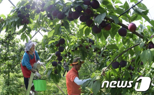 경남 거창군 위천면 강천리에서 농민들이 체리와 자두를 교잡해 만든 신품종인 검붉은 나디아를 수확하고 있다. /사진=뉴스1