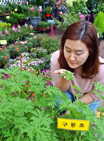 벌레퇴치에 좋은 로즈제라늄(구문초)/사진제공=aT