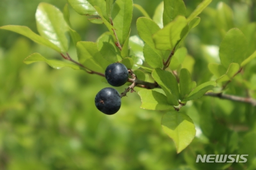 상동나무의 잎과 열매. /사진=국립산림과학원 제공