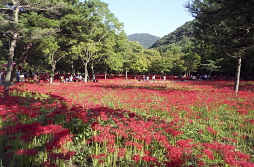 불갑산을 붉게 물들인 상사화. /사진=뉴스1