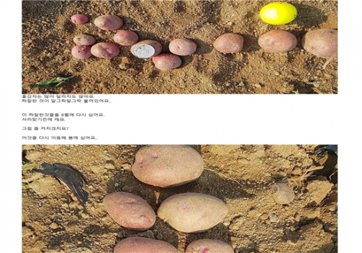미등록 의심업체 감자 종자 블로그 판매 사례. / 사진제공=경기도