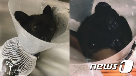 유기견 블레니. /사진=뉴스1(동물자유연대 제공)    