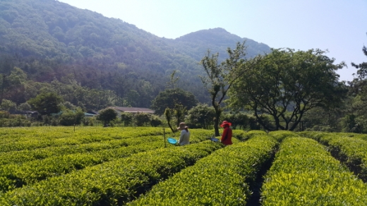 김해시 대동면 주동리 장군차밭 햇차 수확장면./사진제공=김해시