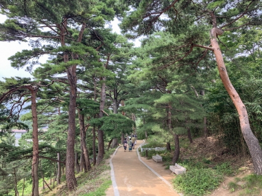 고성 해파랑길 솔숲길. /사진=한국관광공사