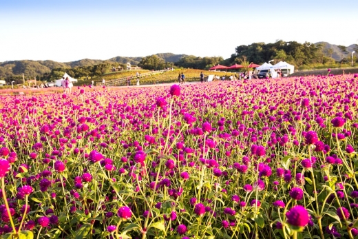 '2018 천만송이 천일홍 축제. / 이하 사진제공=양주시