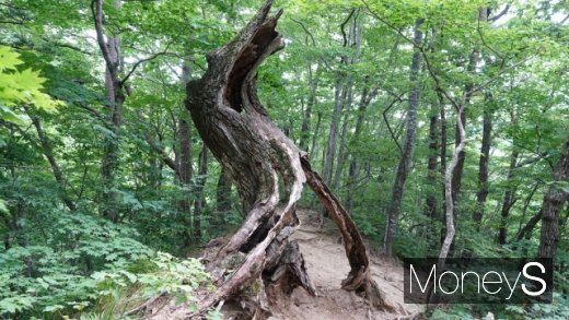 소금강 가는 길목의 고사목. /사진=박성기 여행 칼럼니스트