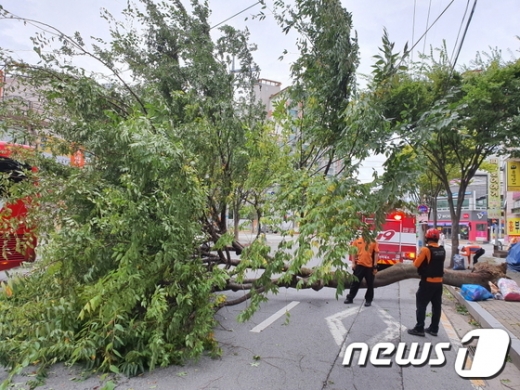 제13호 태풍 ‘링링’이 북상하는 가운데 7일 오전 7시12분께 전북 군산시 미룡동 한 아파트단지 앞 도로에 가로수가 쓰러져 신고를 받고 출동한 소방당국이 복구작업을 벌이고 있다. 다행히 인명피해 등은 발생하지 않았다./ 사진=뉴스1(전북소방본부 제공)