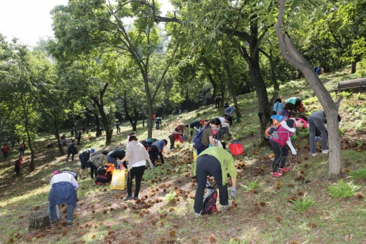 2018 밤줍기 행사. / 사진제공=과천시