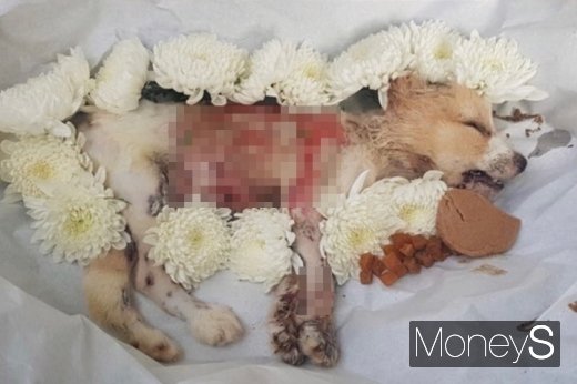 화상학대견 미오 장례 모습. /사진=제보자 제공        