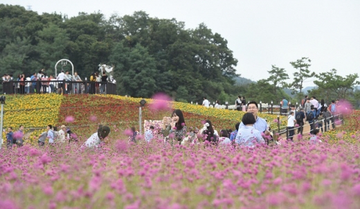 천일홍축제. / 사진제공=양주시