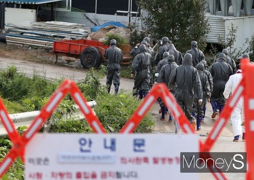 아프리카 돼지열병 국내 첫 확진 판정이 나온 지난 17일, 방역 당국 직원들이 확진 판정이 나온 경기 파주시의 한 양돈농가로 살처분을 위해 진입하고 있다. /사진=임한별 기자