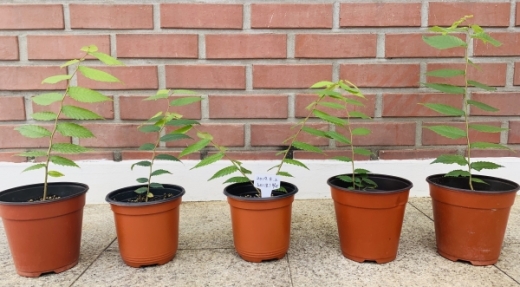 수원시, 강풍에 부려졌던 단오어린이공원 느티나무, 후계목 증식. / 사진제공=수원시