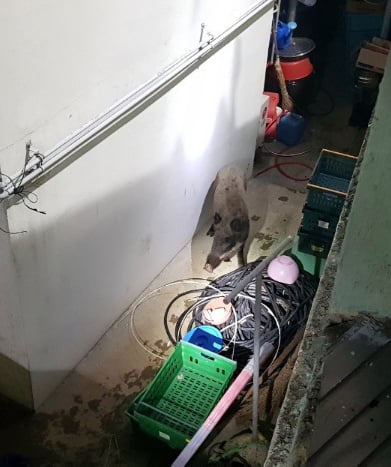 부산 해운대경찰서는 주택에 침입한 멧돼지에 구너총 실탄 8발을 쏴 사살했다고 5일 밝혔다. /사진=부산경찰서