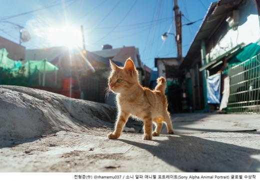 전형준 작가의 작품. /사진=소니