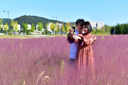 ▲핑크뮬리가 활짝 핀 전남 담양에서 관광객들이 기념사진을 찍고 있다./사진제공=담양군