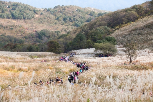 산정호수 명성산 억새꽃. / 사진제공=포천시