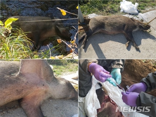 경기도 연천군 왕징면 강서리에서 발견된 멧돼지 폐사체와 폐사체 시료 채취(하단 오른쪽)를 하는 모습/사진= 뉴시스, 환경부 제공
