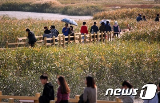 오는 26일부터 11월 3일까지 강진만 생태공원 일원에서 '강진만 춤추는 갈대축제'가 열린다. /사진=뉴스1