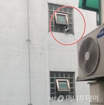 지난 6일 유튜브상에 공개된 고양이 추락 영상. /사진=머니투데이(나비네 제공)
