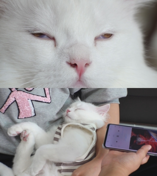 사진=SBS동물농장 캡처