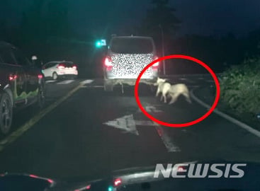 개 2마리 끌고 가는 모습. /사진=뉴시스(제주동물친구들 제공)   
