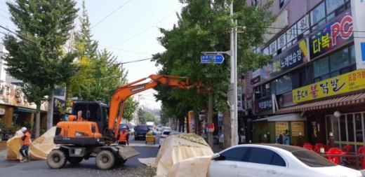 안산시, 가로수 은행 열매 수확. / 사진제공=안산시