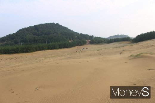 옥죽동 모래사막(사구). /사진=박정웅 기자
