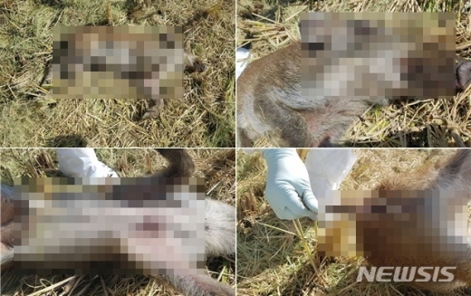 야생 멧돼지 폐사체. /사진=뉴시스