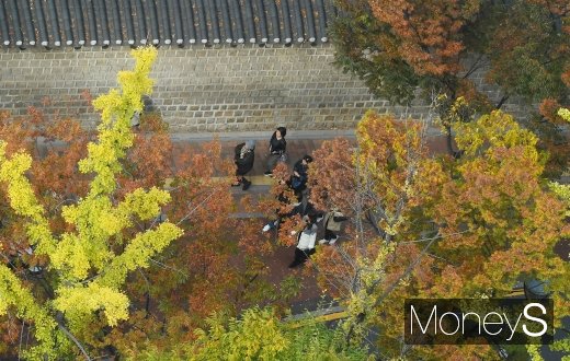 [머니S포토] '울긋불긋 단풍'