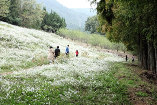 메타세쿼이아길 옆 구절초 군락. /사진제공=한국관광공사
