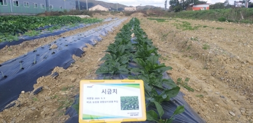 파주시, '농업용미생물'을 활용한 노지 시금치 재배. / 사진제공=파주시