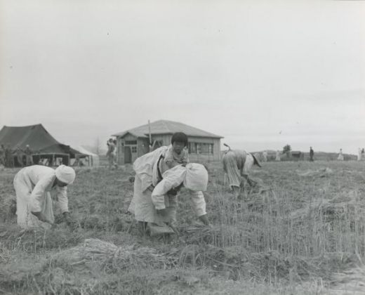 판문점 휴전회담장 뒤에서 추수하고 있는 여성들(1953.6.16. 촬영) / 사진=미국 국립문서기록관리청 NARA
