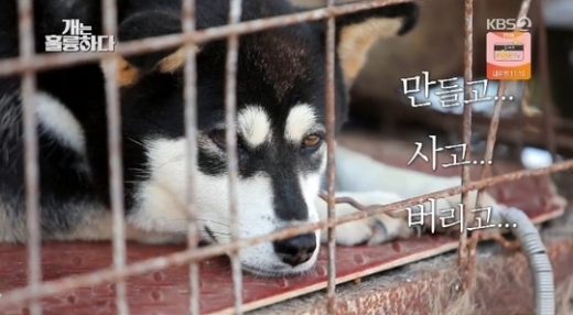 식용견 농장 모습. /사진=KBS 2TV 개는 훌륭하다 방송 캡처  