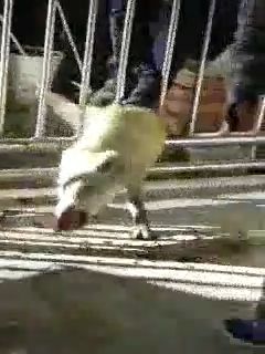 기장군 한 빌라의 1층 창고 베란다 난간에 낀 채로 멧돼지 1마리가 발견되었다./사진제공=부산경찰청