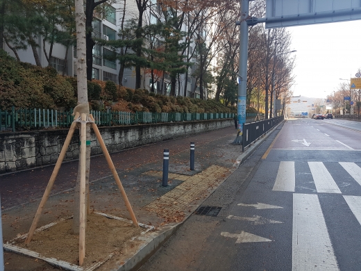 의왕시, 은행나무 암수교체 시범사업 추진. / 사진제공=의왕시