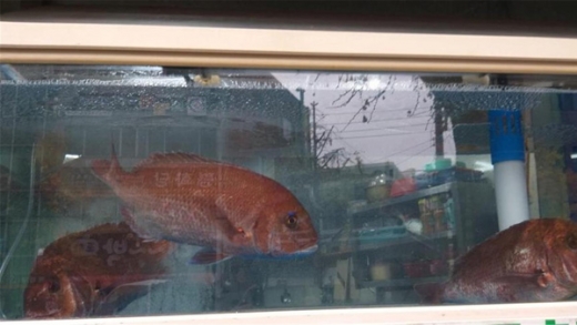 일본 수입수산물 불법 유통. /사진=부산시 제공   