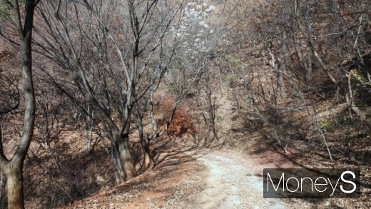 계족산 황톳길. 길 왼쪽에 황토가 깔려있다. /사진=박성기 여행 칼럼니스트