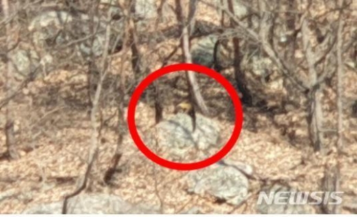 최근 대전 보문산에서 포착된 멸종위기종 2급 동물 담비. /사진=뉴시스(대전-충남녹색연합 제공)