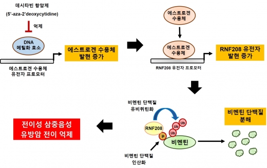 RNF208 유전자의 유방암 전이 억제 기전./사진=테라젠