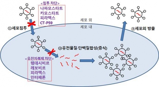 코로나19 치료 후보물질 작용 기전./사진=식약처