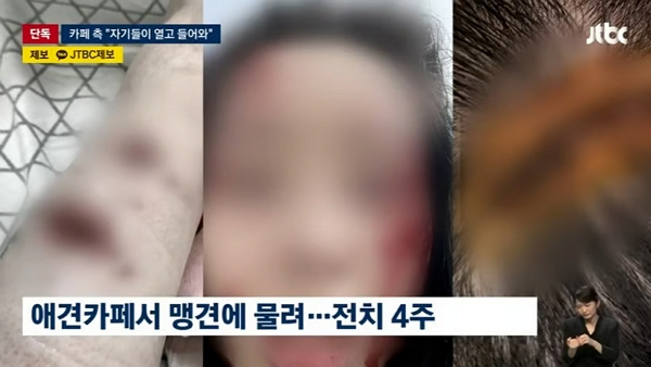 애견카페 맹견 습격 사건, 내 강아지 지키려면 지금 당장 체크해야 할 안전 수칙 3가지