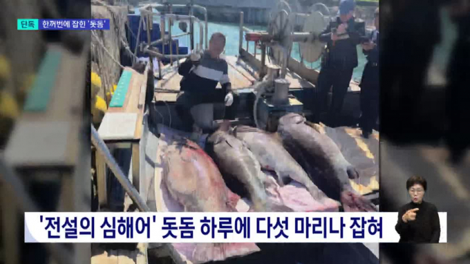 부산서 돗돔 5마리 포획, '지진 전조설' 진실은?